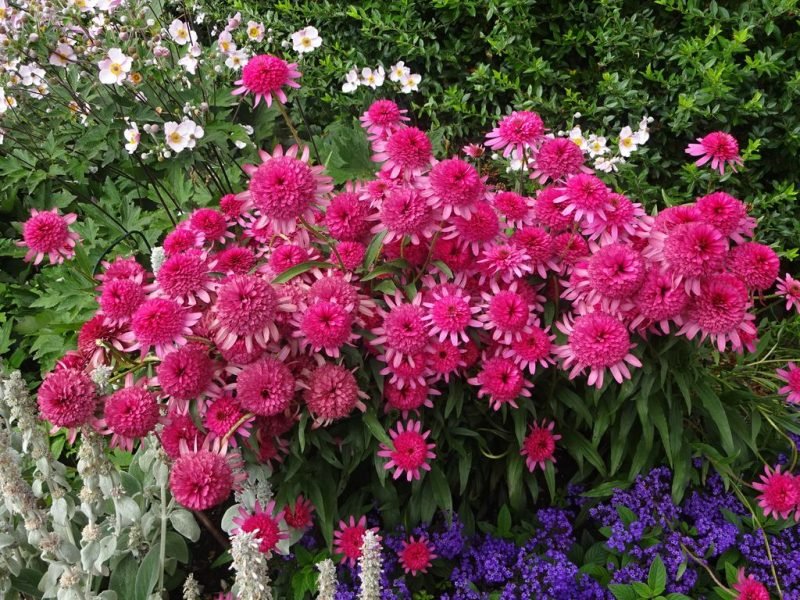 Purple coneflower 'Razzmatazz' (Echinacea purpurea 'Razzmatazz')