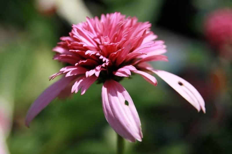 How to plant Purple coneflower 'Razzmatazz' (Echinacea purpurea 'Razzmatazz')_1