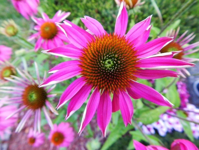 Purple coneflower 'Rubinstern' (Echinacea purpurea 'Rubinstern')