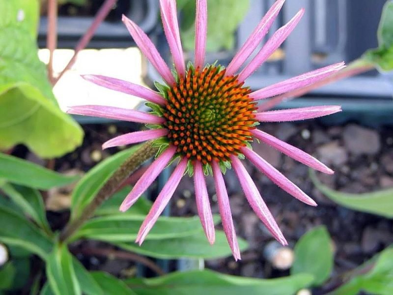 Where to plant Purple coneflower 'Rubinstern' (Echinacea purpurea 'Rubinstern')_2