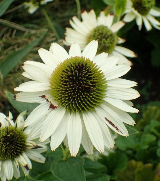 Purple coneflower 'Virgin' (Echinacea purpurea 'Virgin')