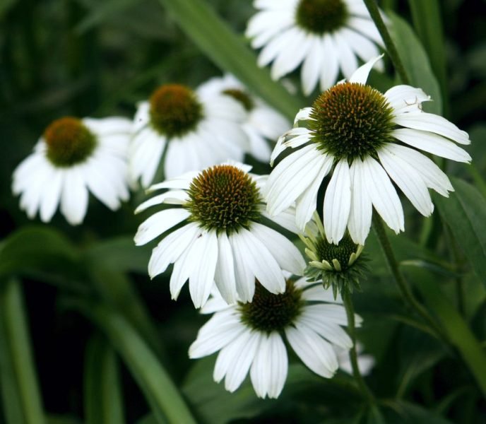 Purple coneflower 'White Swan' (Echinacea purpurea 'White Swan')