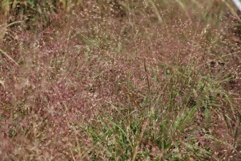 Purple love grass (Eragrostis spectabilis)