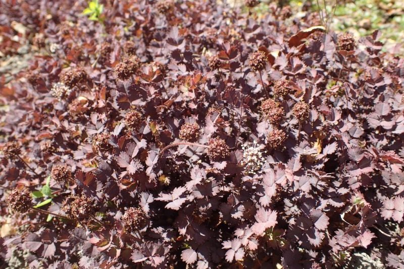 Purple spineless acaena (Acaena inermis 'Purpurea')