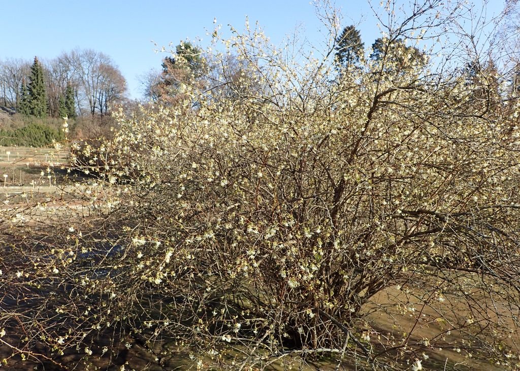 Purpus honeysuckle (Lonicera × purpusii)