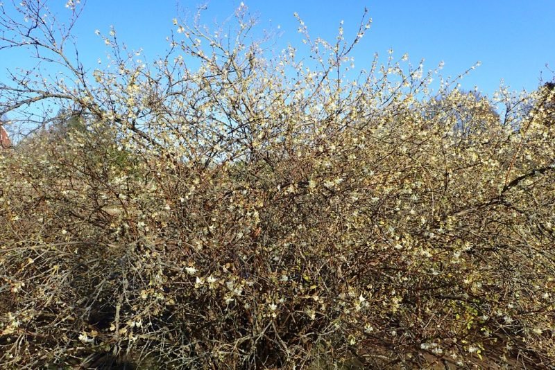 Where to plant Purpus honeysuckle (Lonicera × purpusii)_2