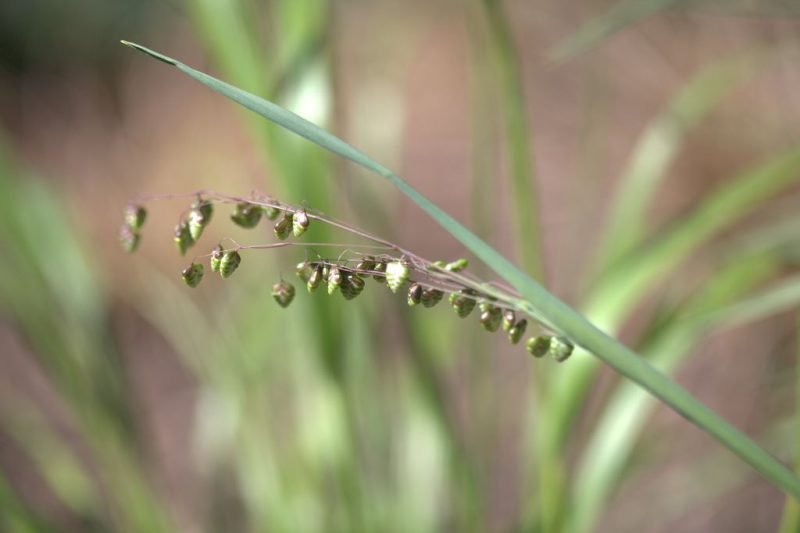 Quaking grass 'Limouzi' (Briza media 'Limouzi')