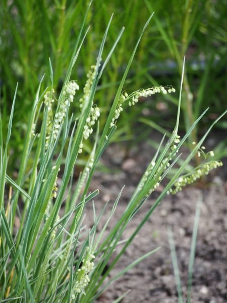 Quaking grass 'Russells' (Briza media 'Russells')