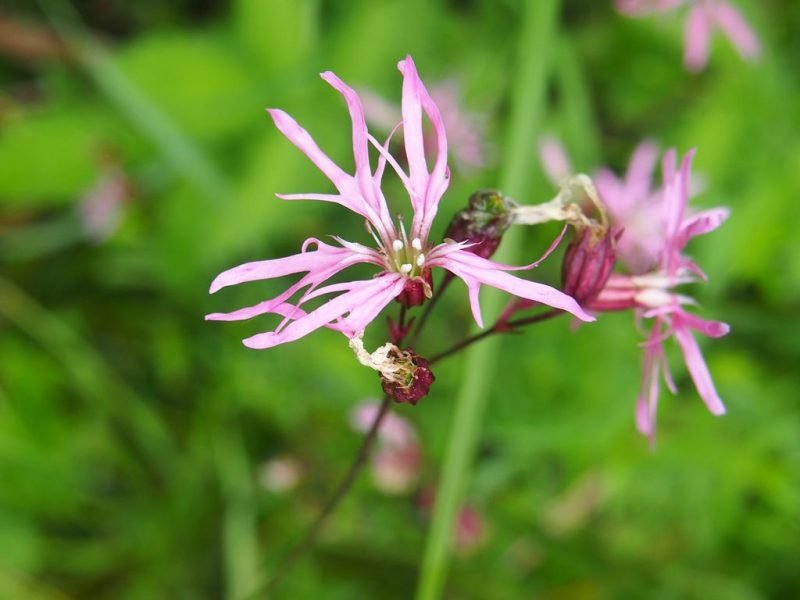 Ragged robin (Lychnis flos-cuculi)