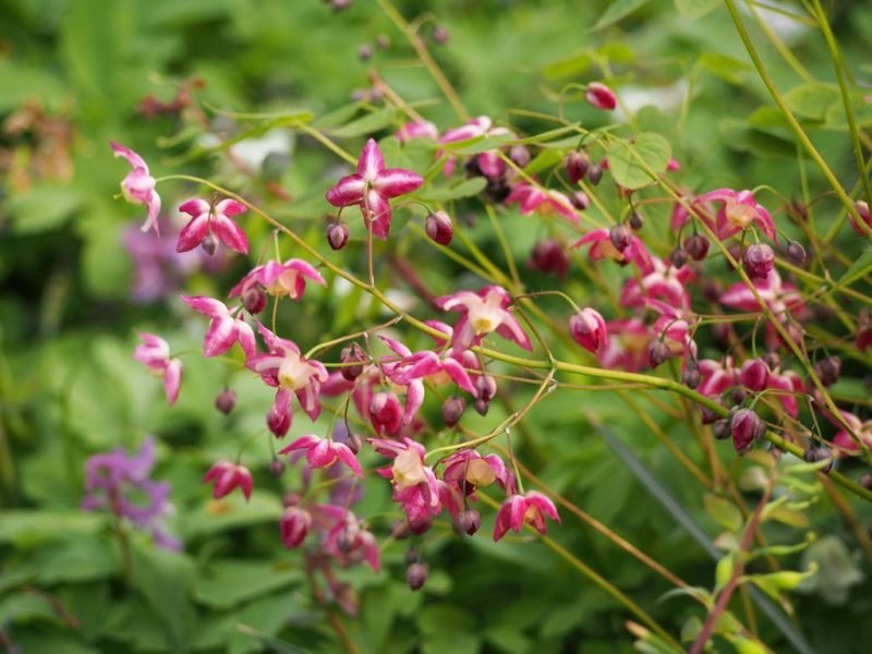 Red barrenwort (Epimedium × rubrum)