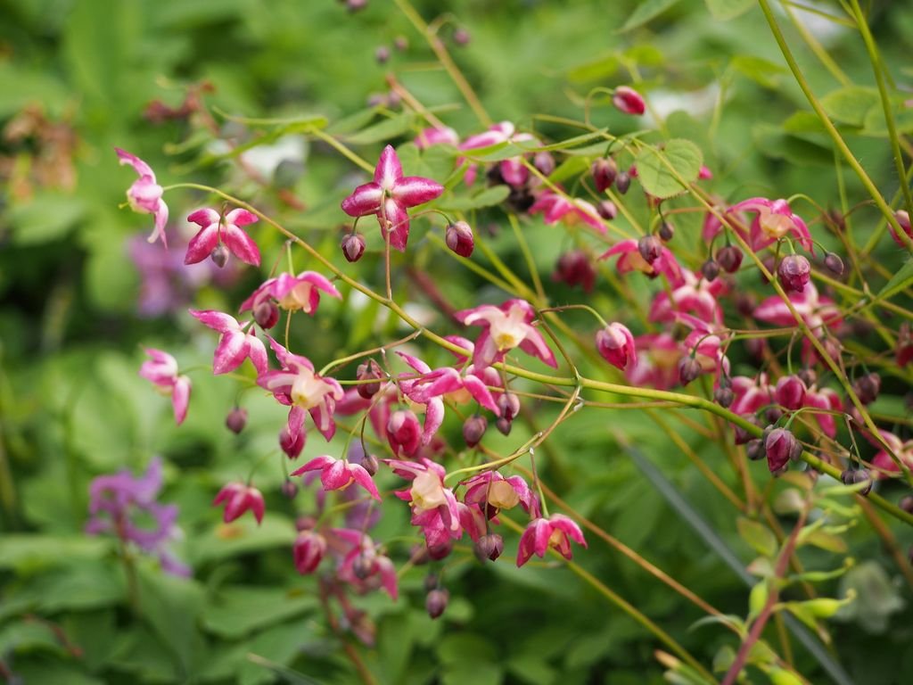 Red barrenwort (Epimedium × rubrum)