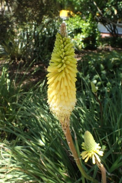 Red-hot poker 'Percy's Pride' (Kniphofia 'Percy's Pride')