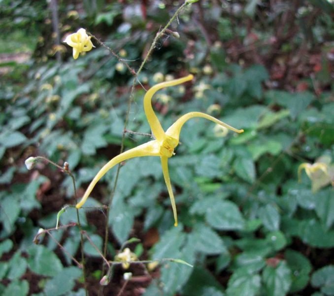 Rhizomatous barrenwort (Epimedium rhizomatosum)