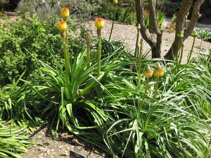 Rooper's red-hot poker (Kniphofia rooperi)