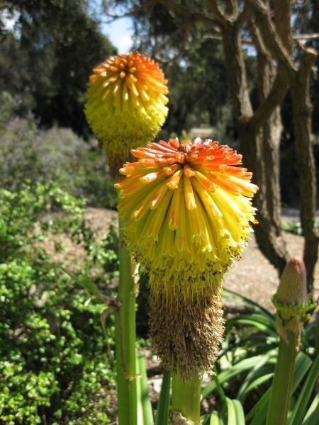 How to plant Rooper's red-hot poker (Kniphofia rooperi)_1