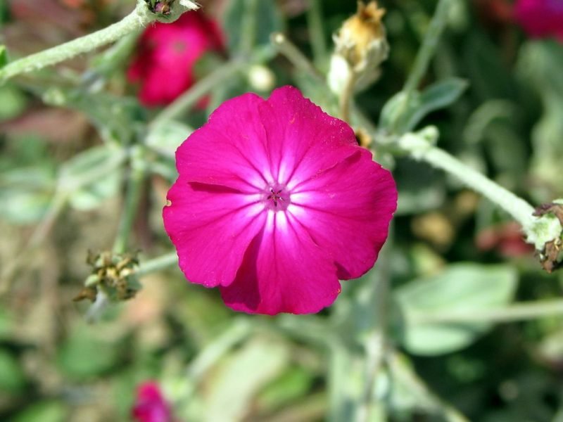 Rose campion (Lychnis coronaria)