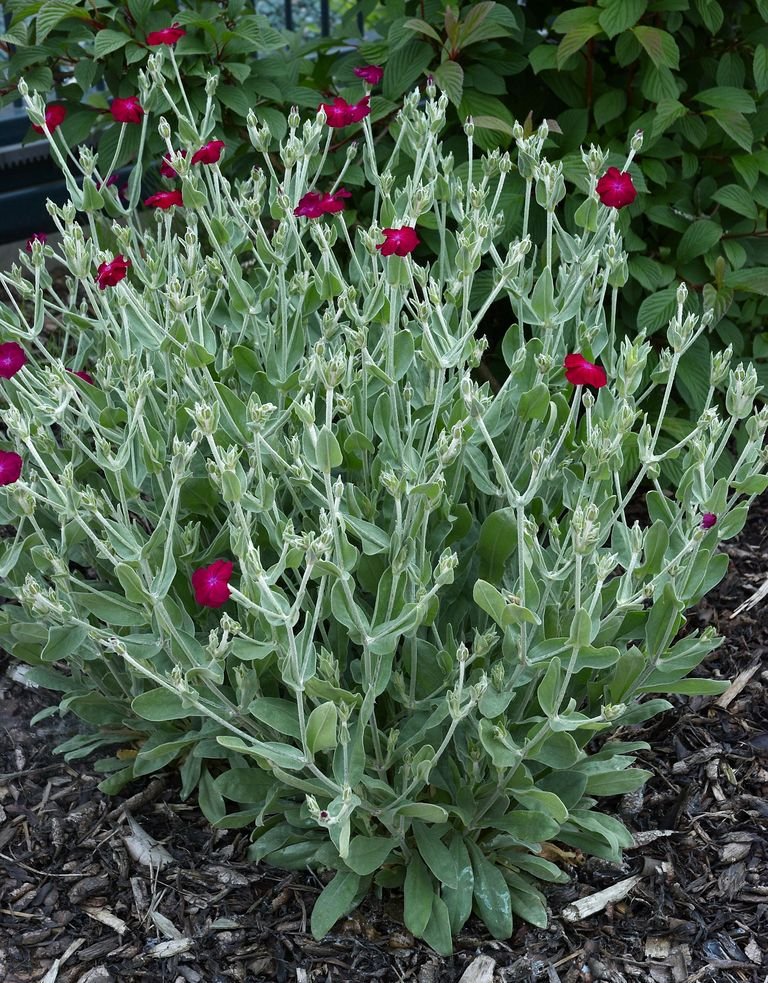 Rose campion (Lychnis coronaria) growing guides