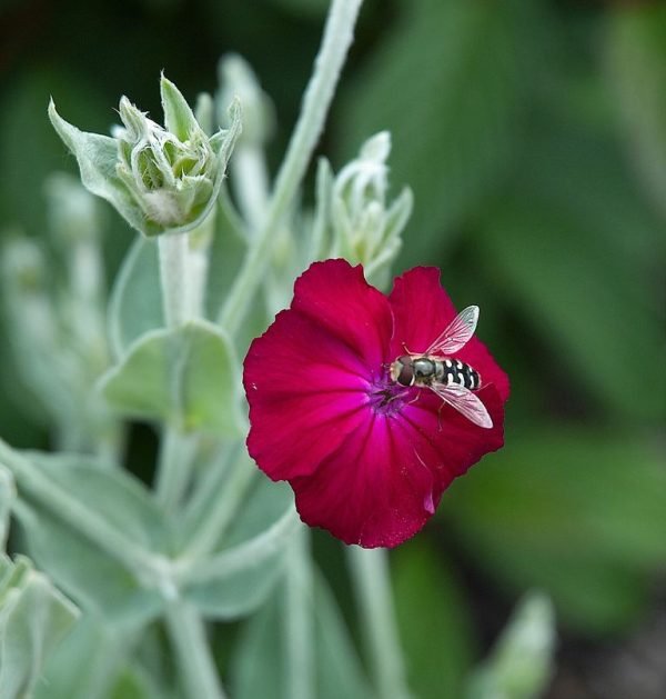 Rose campion (Lychnis coronaria) growing guides