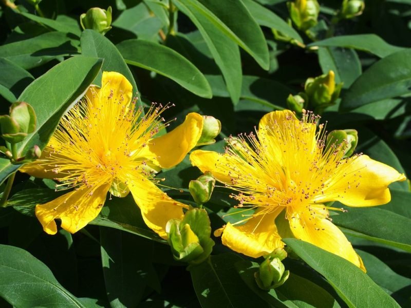 Rose of Sharon (Hypericum calycinum)