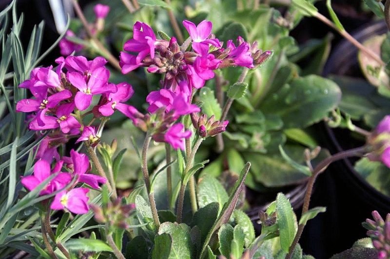 Rosy-flowered rock cress (Arabis blepharophylla)