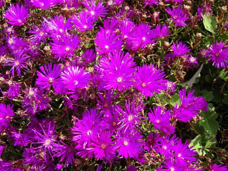 Rosy shining plant (Lampranthus roseus)