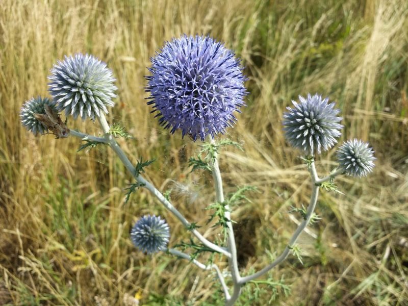 Ruthenian globe thistle (Echinops ritro subsp. ruthenicus)