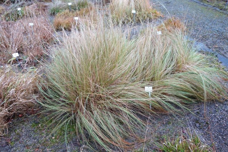 Sand love grass (Eragrostis trichodes)