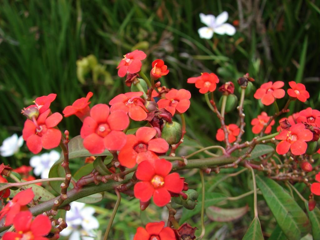 Scarlet plume (Euphorbia fulgens)