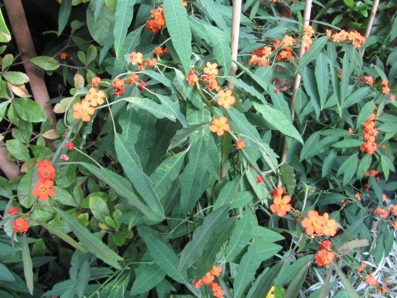 How to plant Scarlet plume (Euphorbia fulgens)_1