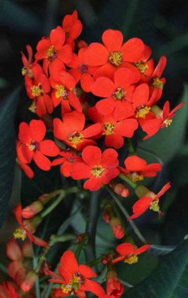 Where to plant Scarlet plume (Euphorbia fulgens)_2
