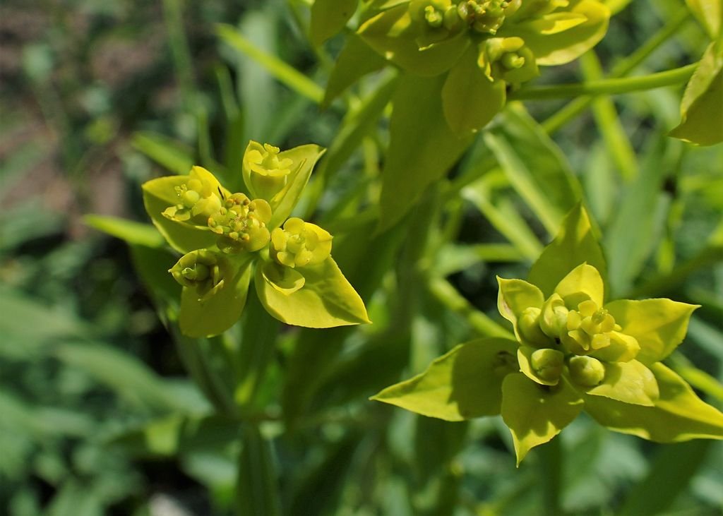Schilling spurge (Euphorbia schillingii)