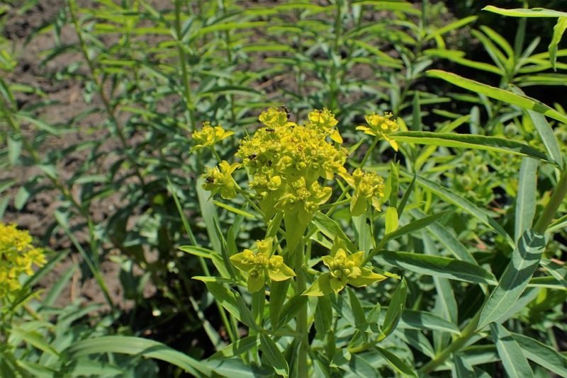 How to plant Schilling spurge (Euphorbia schillingii)_1