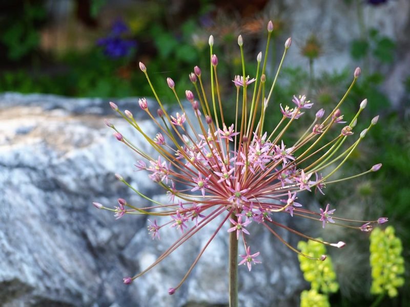 Schubert's allium (Allium schubertii)