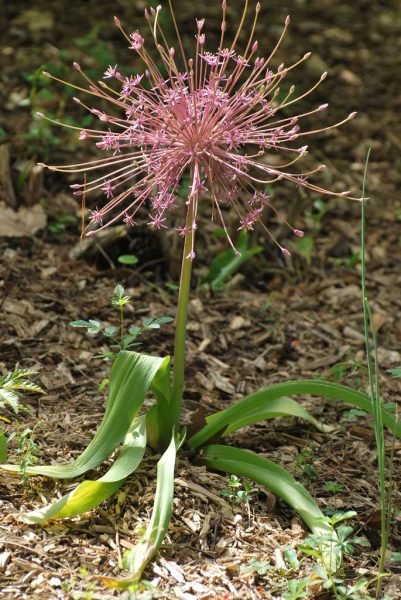 How to plant Schubert's allium (Allium schubertii)_1