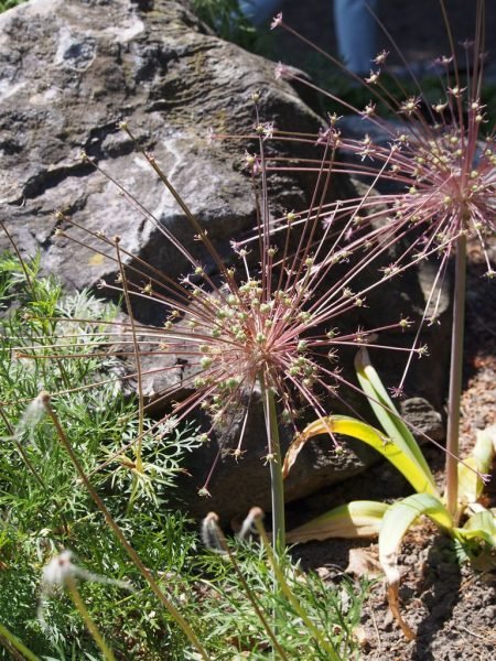 Where to plant Schubert's allium (Allium schubertii)_2