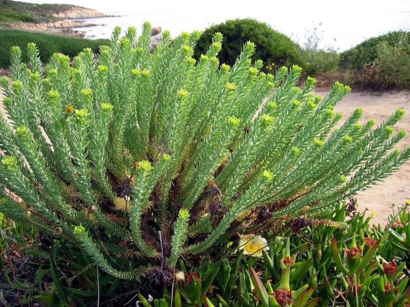 Sea spurge (Euphorbia paralias)