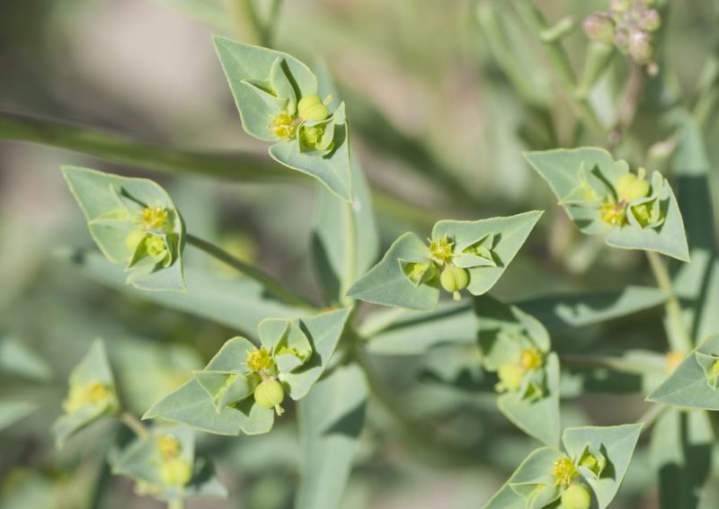 How to plant Sea spurge (Euphorbia paralias)_1