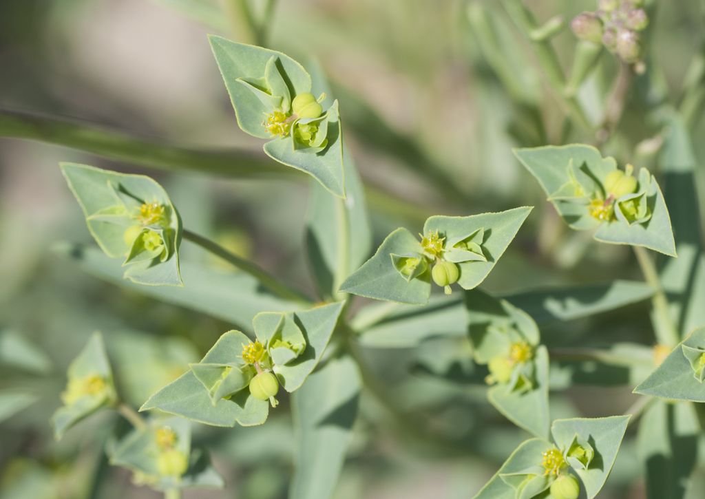 sea-spurge-euphorbia-paralias-growing-guides