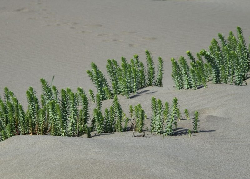Where to plant Sea spurge (Euphorbia paralias)_2