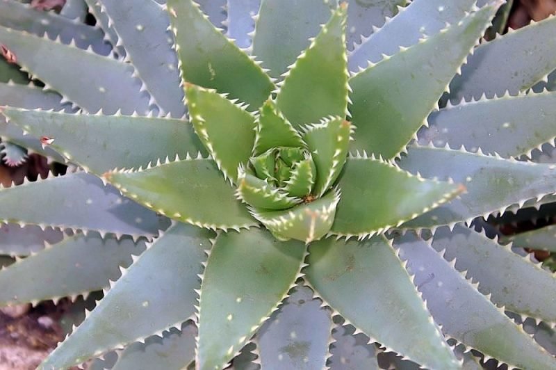Short-leaved aloe (Aloe brevifolia)