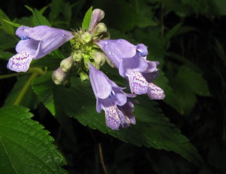 Short-stalked catmint (Nepeta subsessilis)