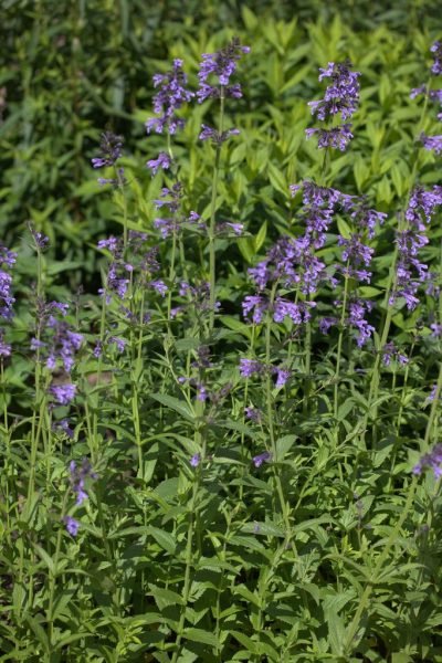 How to plant Siberian catmint (Nepeta sibirica)_1