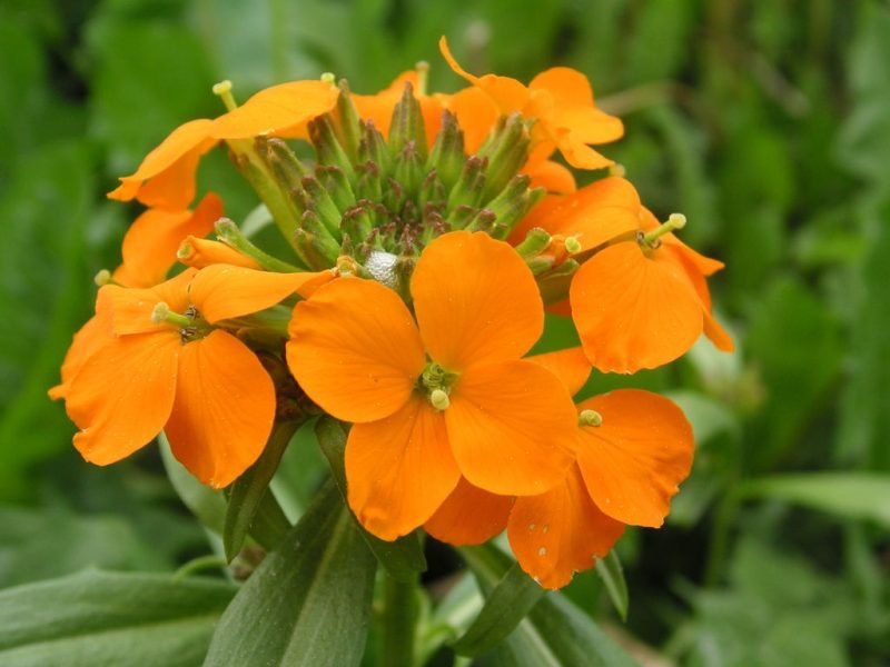 Siberian wallflower (Erysimum × marshallii)