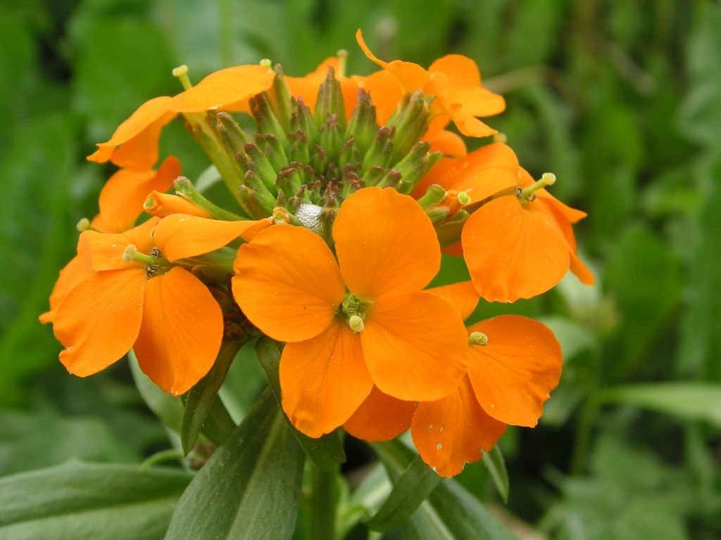 Siberian wallflower (Erysimum × marshallii)