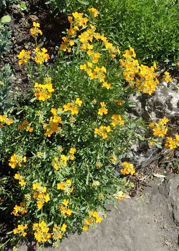 Siberian wallflower (Erysimum × marshallii) growing guides