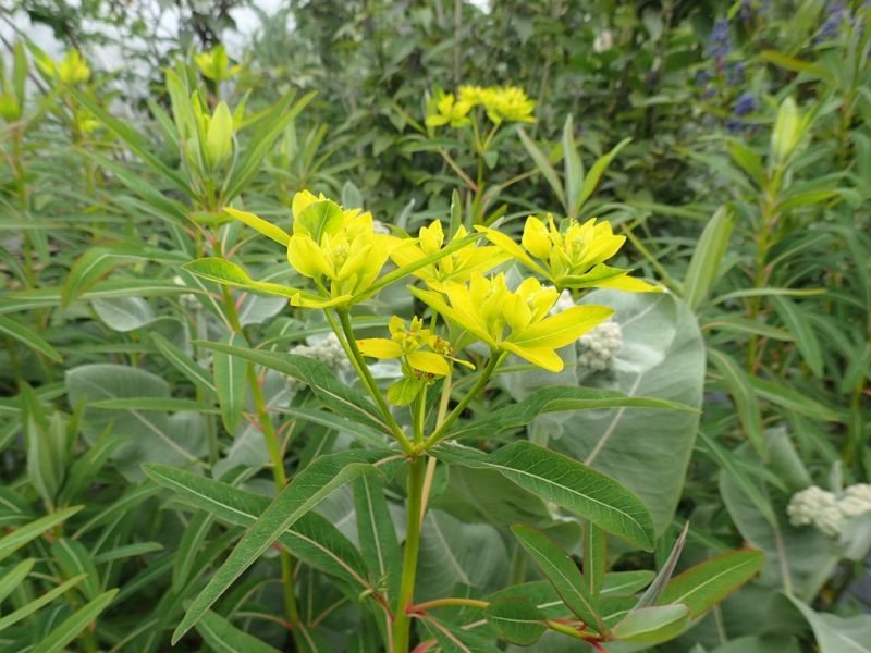 Sikkim spurge (Euphorbia sikkimensis)