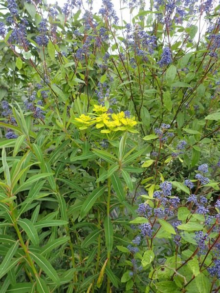 How to plant Sikkim spurge (Euphorbia sikkimensis)_1