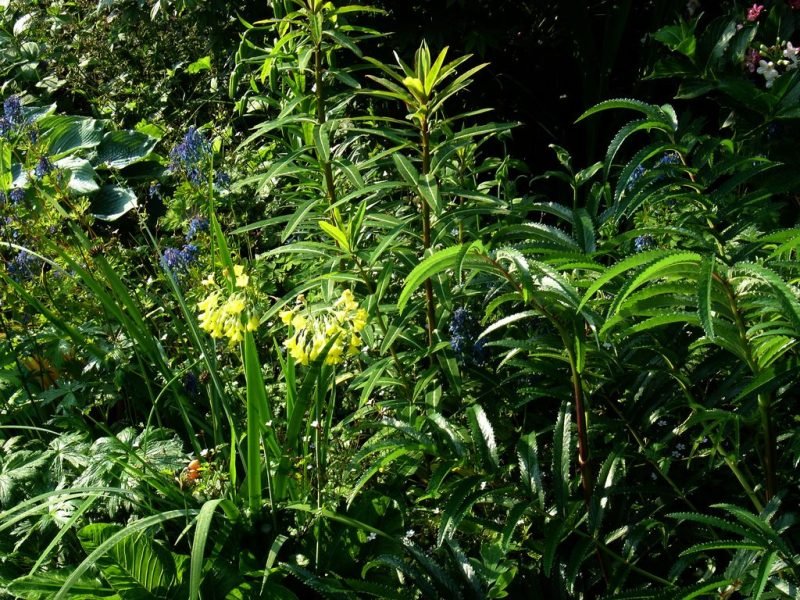Where to plant Sikkim spurge (Euphorbia sikkimensis)_2