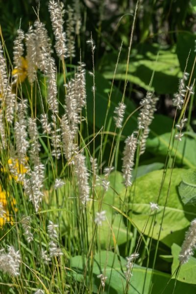 Where to plant Silky-spike melic (Melica ciliata)_2