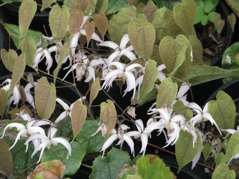 Slender-rooted barrenwort (Epimedium leptorrhizum)